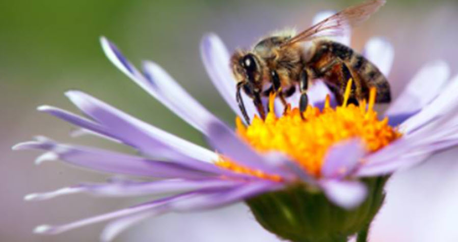 honeybee on purple coneflower